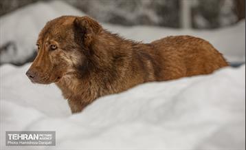 روایت مه‌و‌برف در بوستان سنگی تهران  16