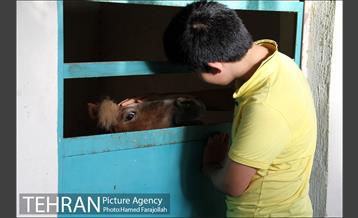 سوارکاری ورزشی برای کودکان‎ 22