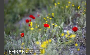 دربند, در بندِ کرونا 27