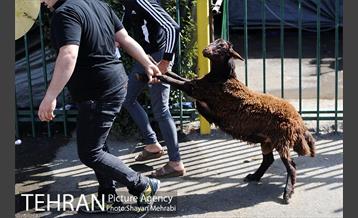 بازدید معاونین شهردار از جایگاه های عرضه دام زنده 20