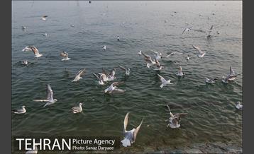 دریاچه شهدای خلیج فارس 6