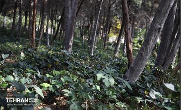 طبیعت پاییزی باغ راه فدک تهران 33