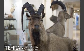 موزه طبیعت و حیات وحش ایران دارآباد‎ 31