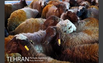 مراکز عرضه بهداشتی دام زنده 7