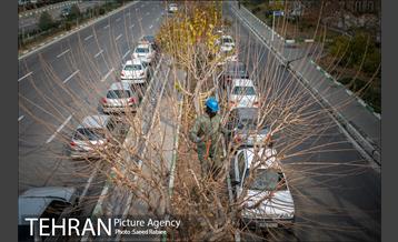 آغاز فصل هرس درختان 24