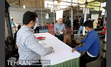 مراکز عرضه دام بهداشتی به مناسبت عید قربان 19