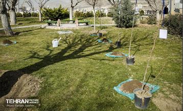 آیین درختکاری در منطقه‌5 29