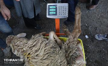 بازدید از مرکز عرضه بهداشتی دام ویژه عید قربان 5