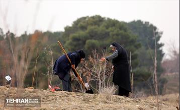 کاشت 2000 نهال مثمر در بوستان جنگلی چیتگر 6