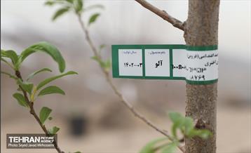 آیین روز درخت‌کاری و پایان پروژه کاشت ۲۵۰۰ هکتار کمربند سبز پایتخت  39