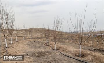 آیین روز درخت‌کاری و پایان پروژه کاشت ۲۵۰۰ هکتار کمربند سبز پایتخت  4