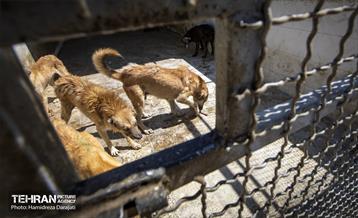 مهربانی با سگ های بدون صاحب 9