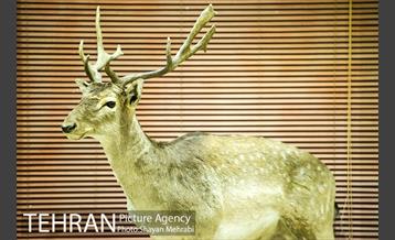 موزه طبیعت و حیات وحش دارآباد تهران 12