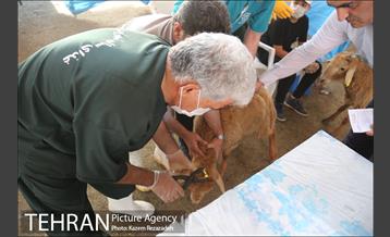 عرضه دام زنده در منطقه 19 شهرداری تهران 10