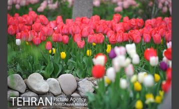 روش گل های لاله در باغ ایرانی 21