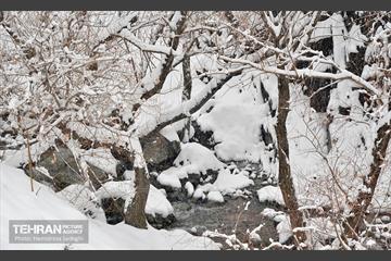 بارش برف زمستانی در منطقه 1 13