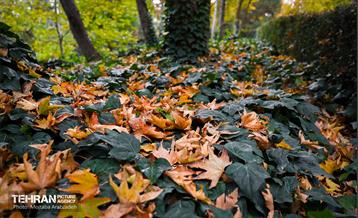 سمفونی رنگ های پاییزی - پارک ملت 22