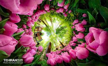 لاله های باغ ایرانی 33