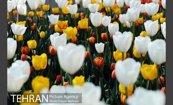 پیاده راه لاله مادران 42