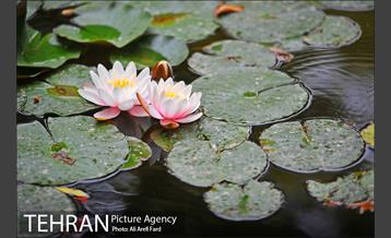 باغ نگارستان 10