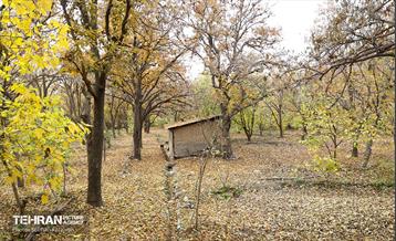 طبیعت پاییزی کوچه باغ‌های محله کن 17