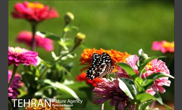 طبیعت بهاری بوستان پلیس  6