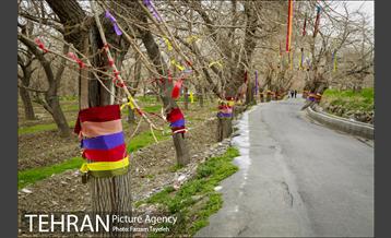 آرایش درختان کهنسال توت در محله کن 6