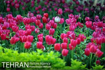 باغ ایرانی (بوستان مهندس مختاری) 16