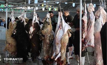 بازدید از مرکز عرضه بهداشتی دام ویژه عید قربان 61
