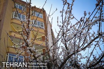 بهار در تهران 13