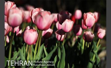 رویش گل های لاله در باغ ایرانی 37