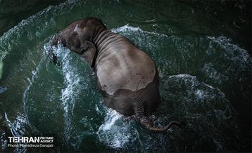 «مایسا» یکساله شد 18