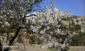 و اینک بهار 3