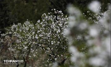 و اینک بهار 10