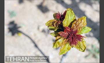 طبیعت بهاری بوستان سرخه حصار‎ 17