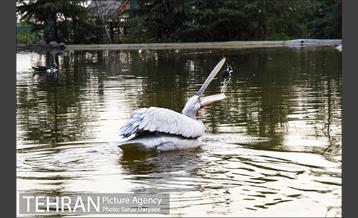 باغ پرندگان 27
