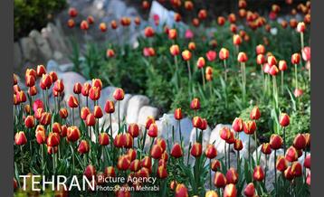 رویش گل های لاله در باغ ایرانی 28