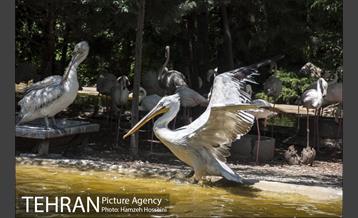 باغ پرندگان تهران 34