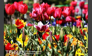 لاله های بوستان یاسمن 12