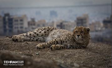 پیروز؛ پسر ایران 34