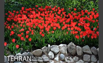 رویش گل های لاله در باغ ایرانی 8