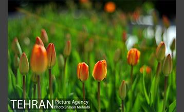 رویش گل های لاله در پارک ملت 1