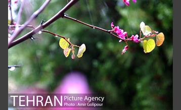 تهران بهاری 10