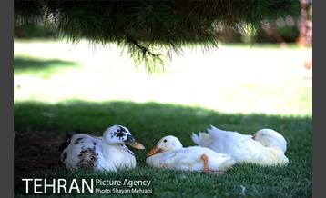 عمارت کوشک فخرالدوله 14