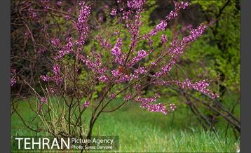 طبیعت بهاری پارک جنگلی لویزان‎  6