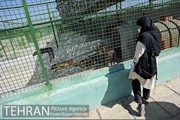 نقاهتگاه سگ های بدون صاحب واقع در آراد کوه 28