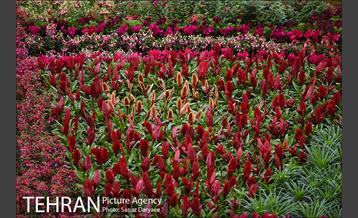 شانزدهمین نمایشگاه گل و گیاه تهران 28