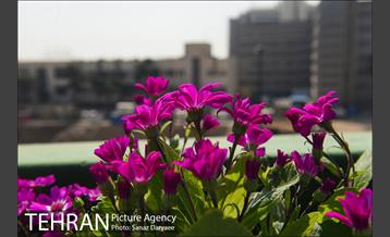 گل آرایی پل سیدخندان 8