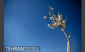 بهار در تهران 10