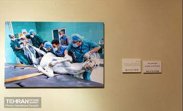 ششمین دوره نشان عکس سال مطبوعاتی 29